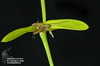 Bulbophyllum weberbauerianum